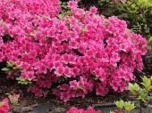Azalea japonica 'Michiko' 